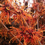 Hamamelis x intermedia Jelena Witchhazel