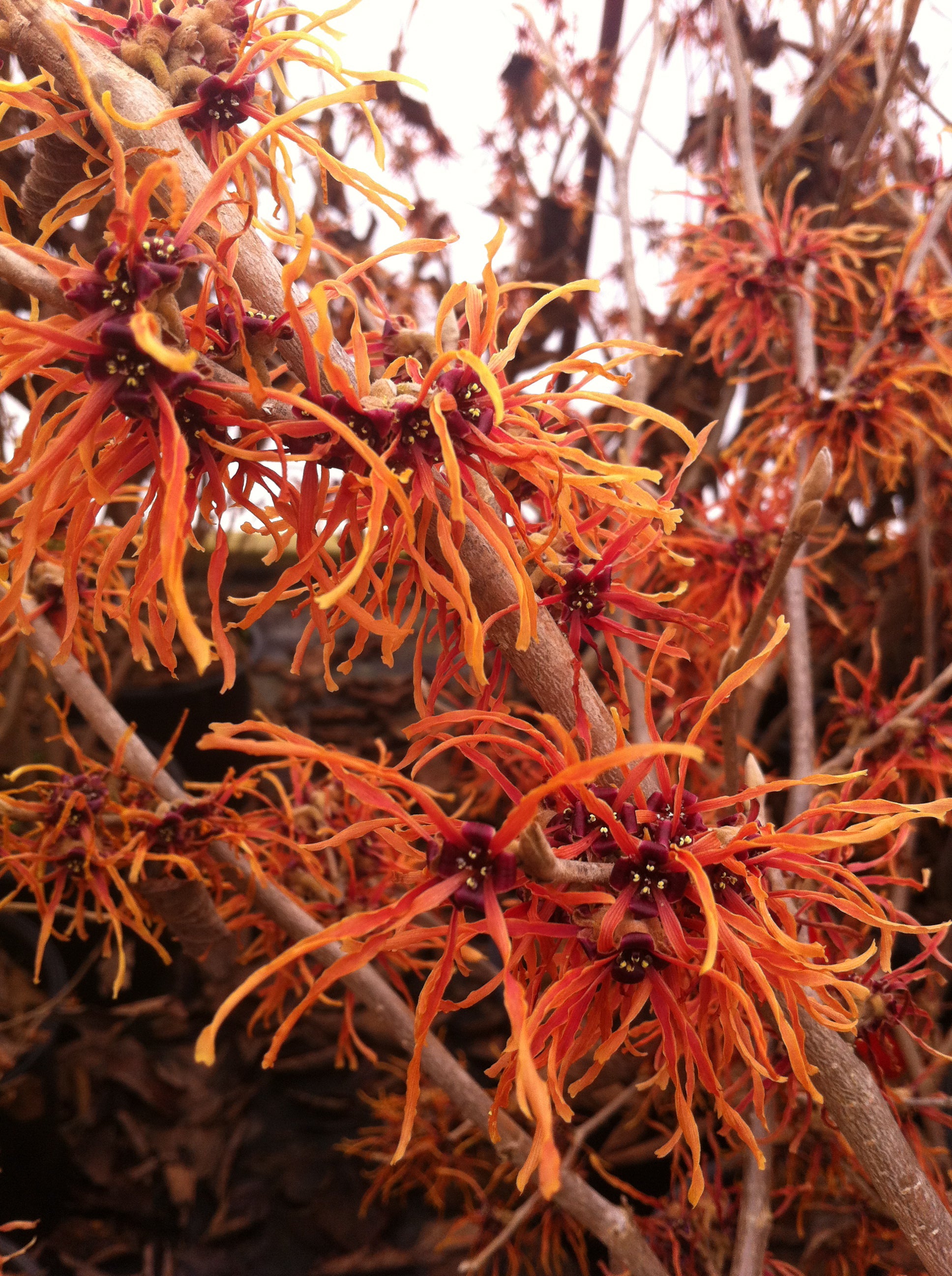 Hamamelis x intermedia Jelena Witchhazel