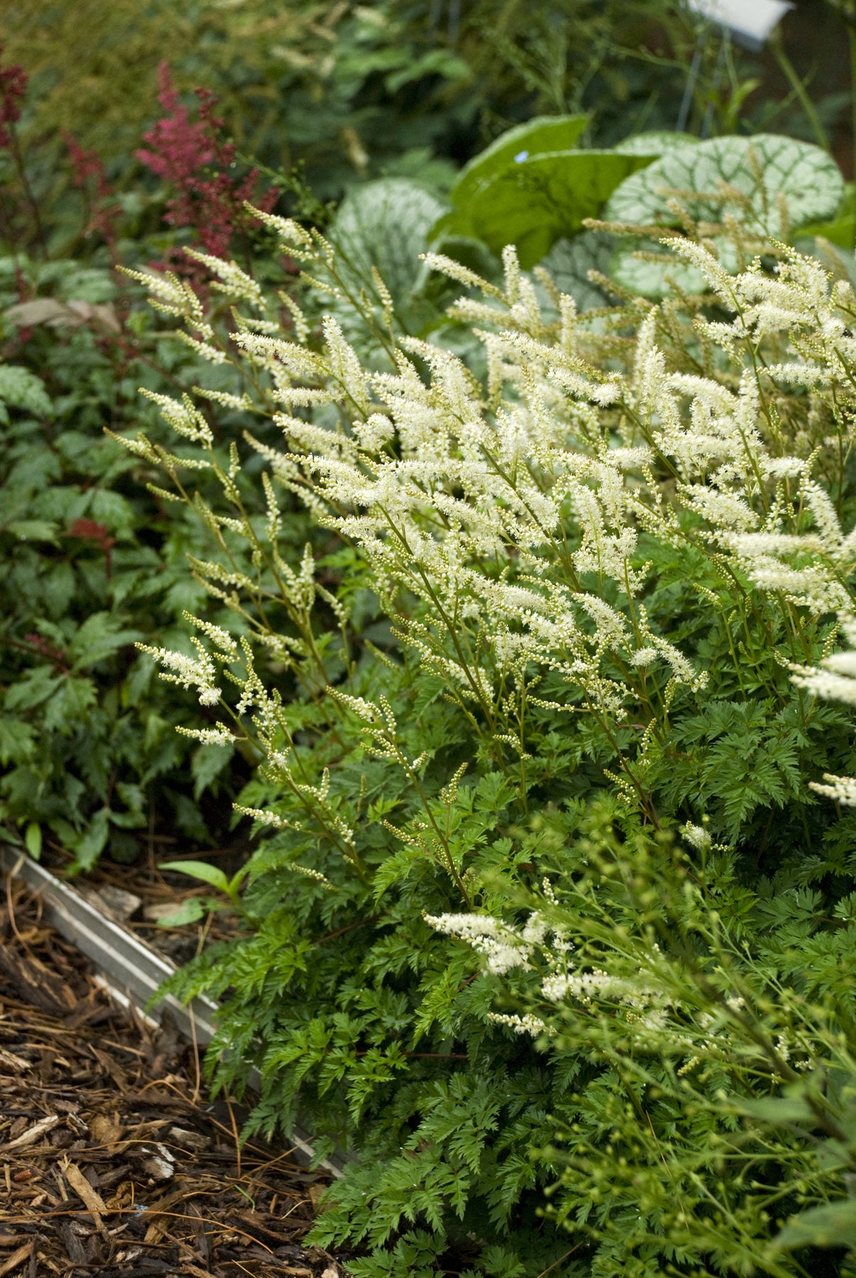 Aruncus aethusifolius Dwarf Goat's Beard