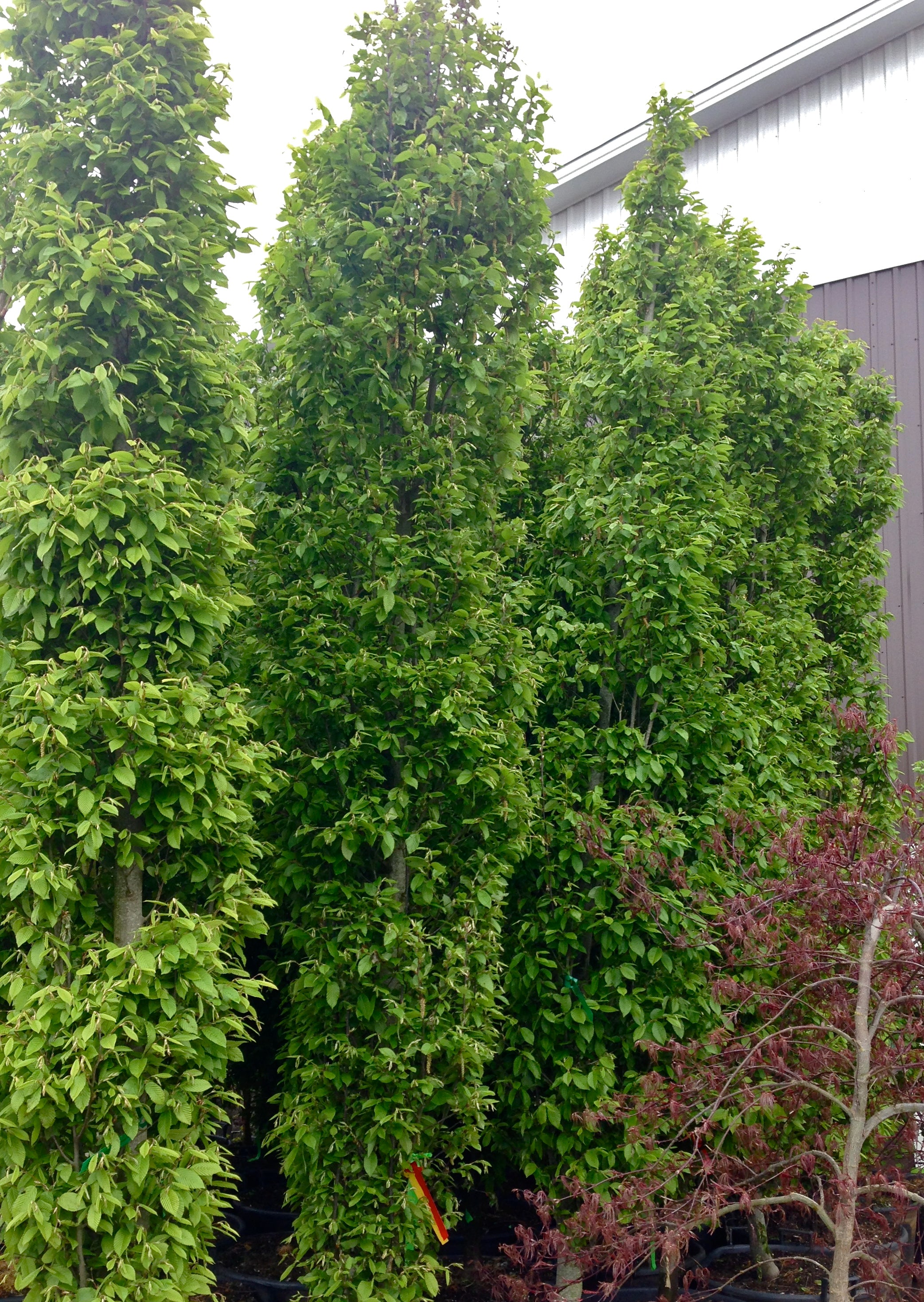 Pyramidal European Hornbeam – GardenTap