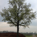 Carya ovata Shagbark Hickory