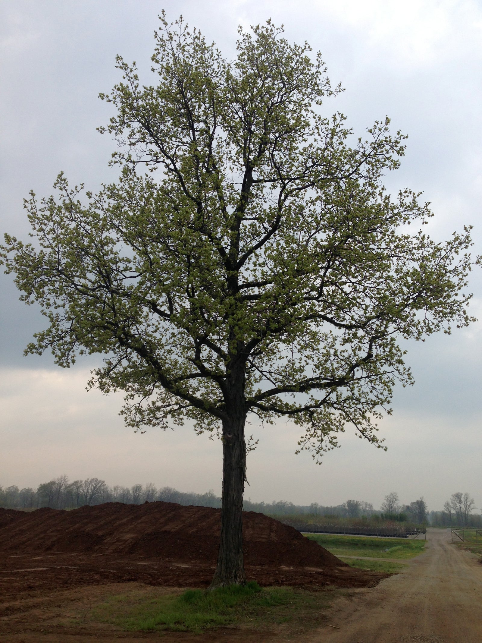 Carya ovata Shagbark Hickory