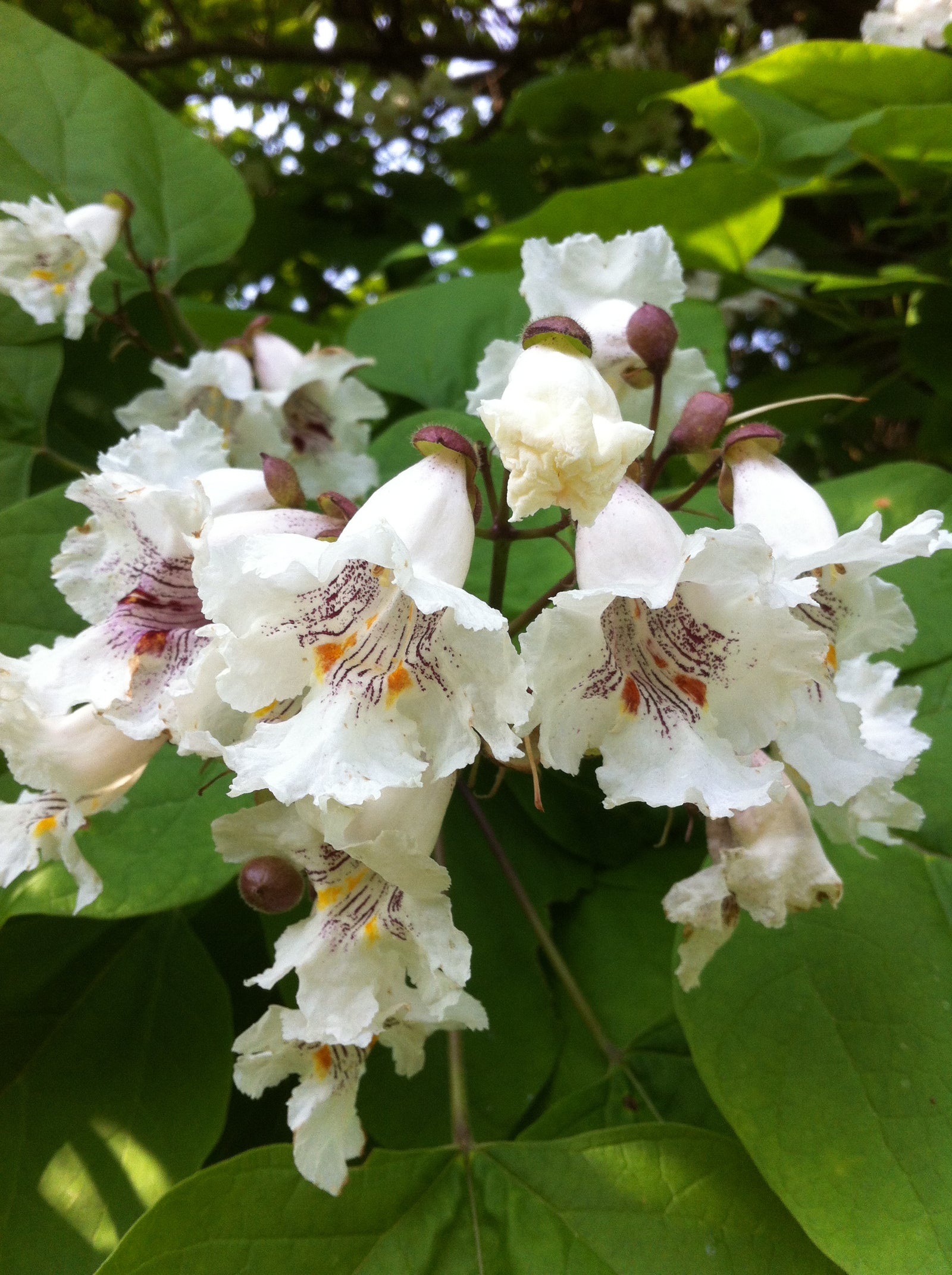 Catalpa speciosa Northern Catalpa