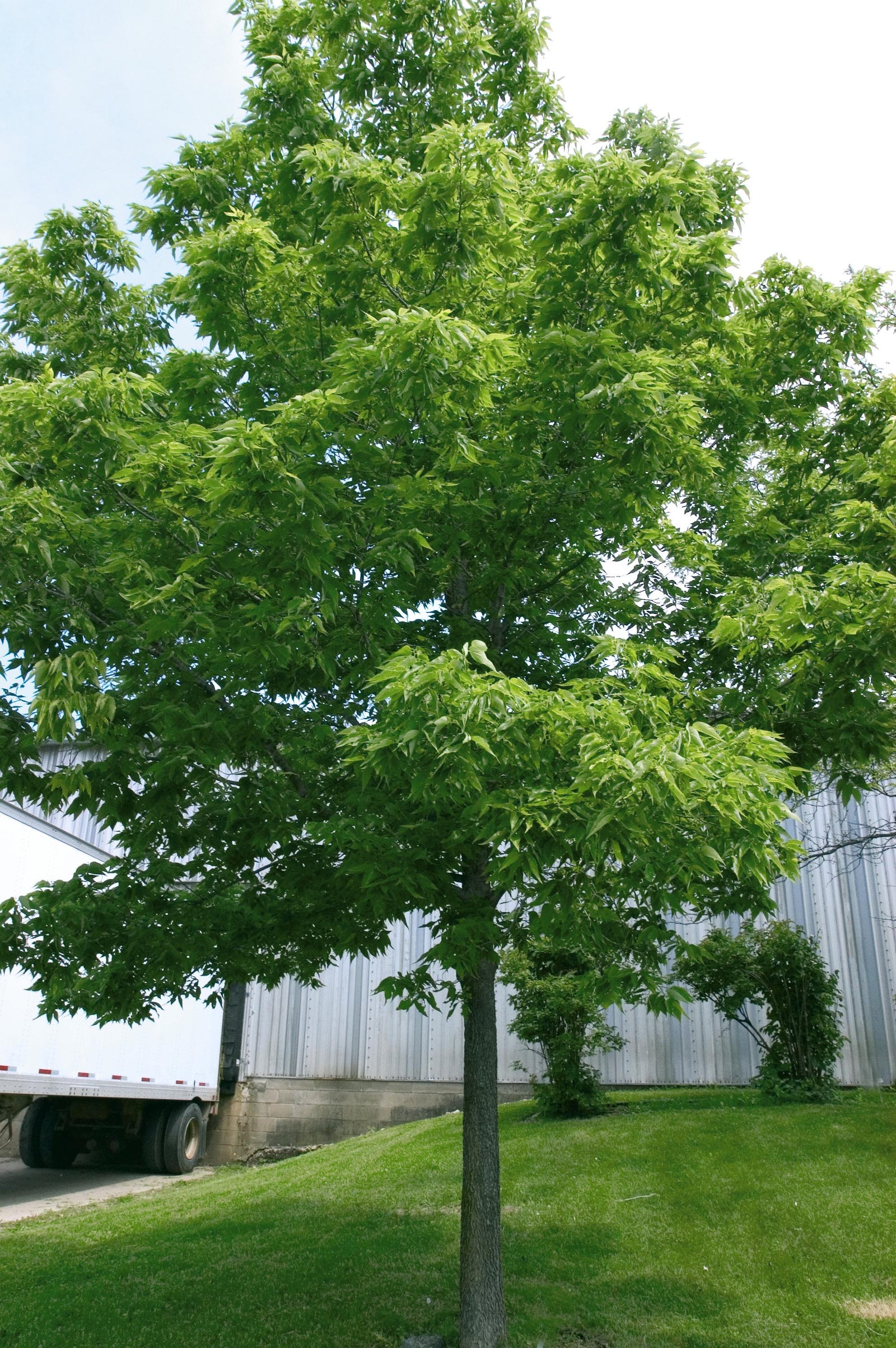 Celtis occidentalis Common Hackberry