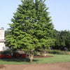 Cercidiphyllum japonicum Katsura Tree