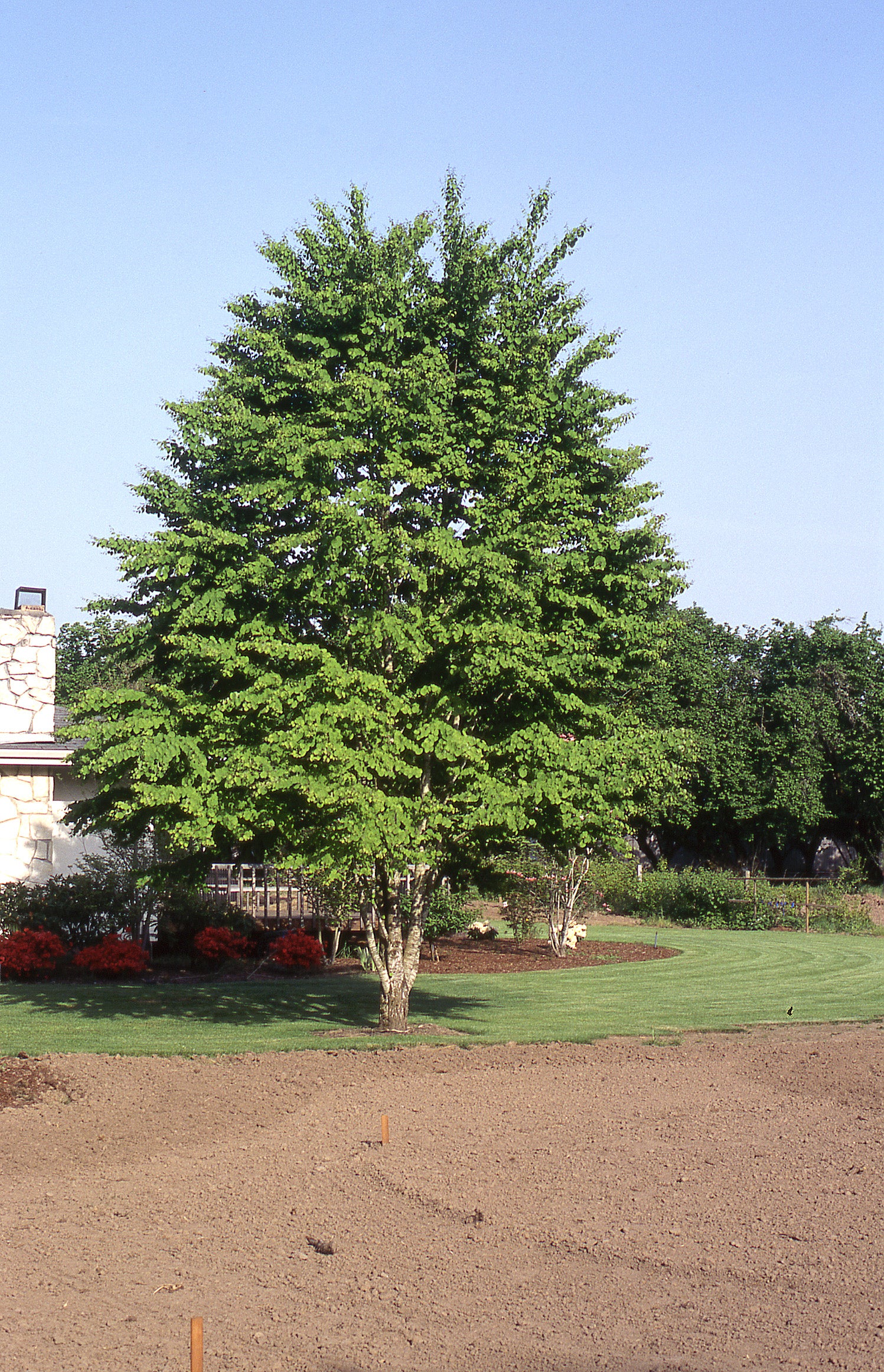 Cercidiphyllum japonicum Katsura Tree