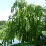 Cercidiphyllum japonicum Pendula Weeping Katsura