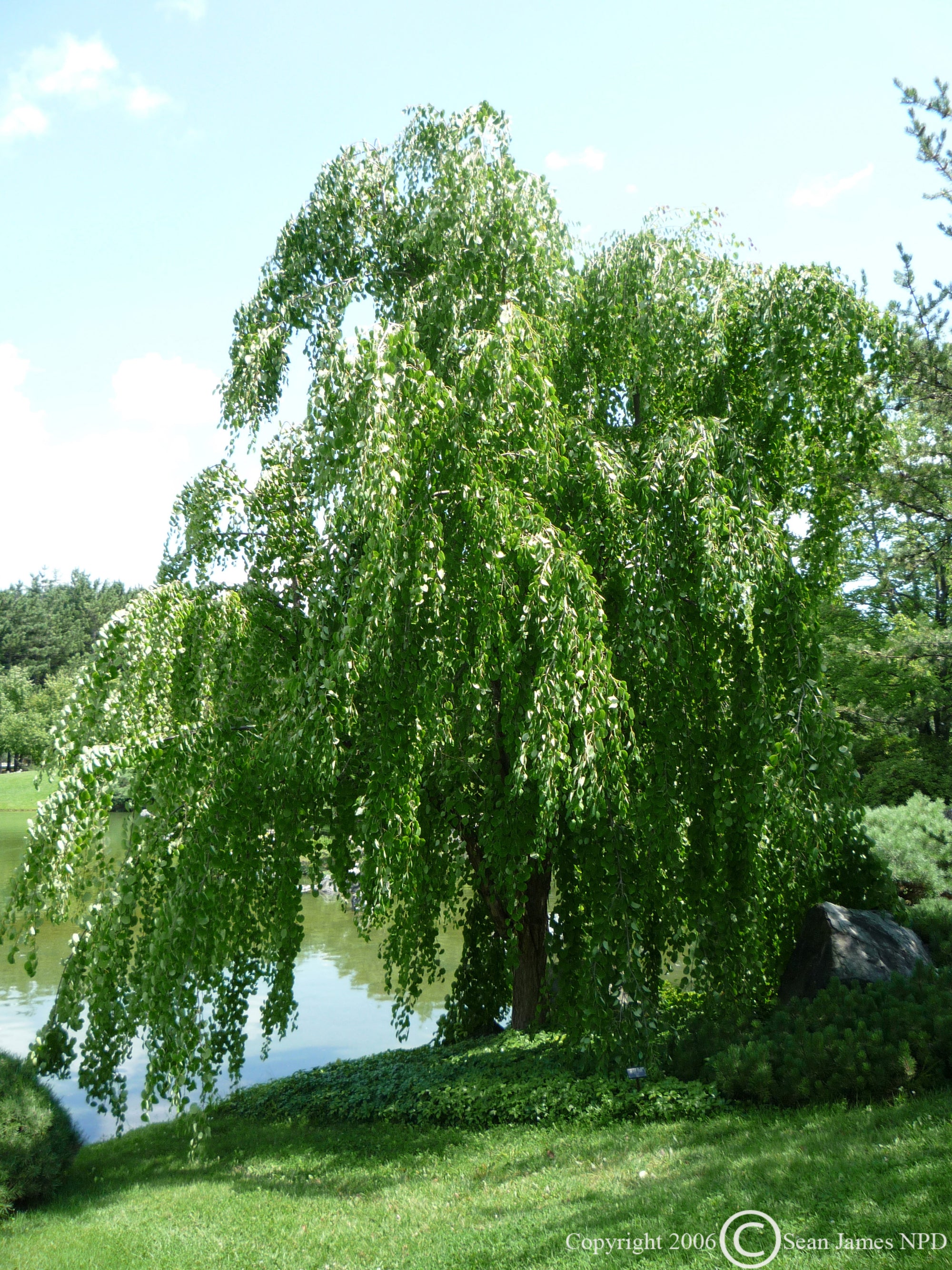 Cercidiphyllum japonicum Pendula Weeping Katsura