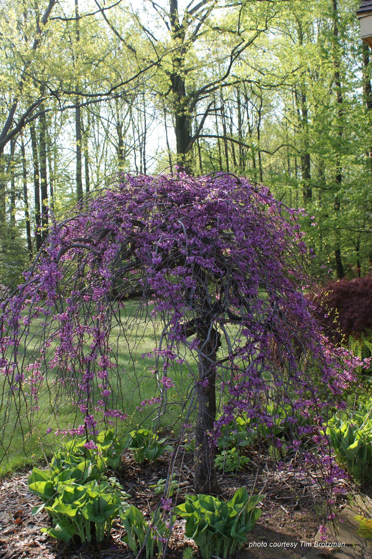 Cercis canadensis Lavender Twist Covey PP10328, COPF Lavender Twist Redbud