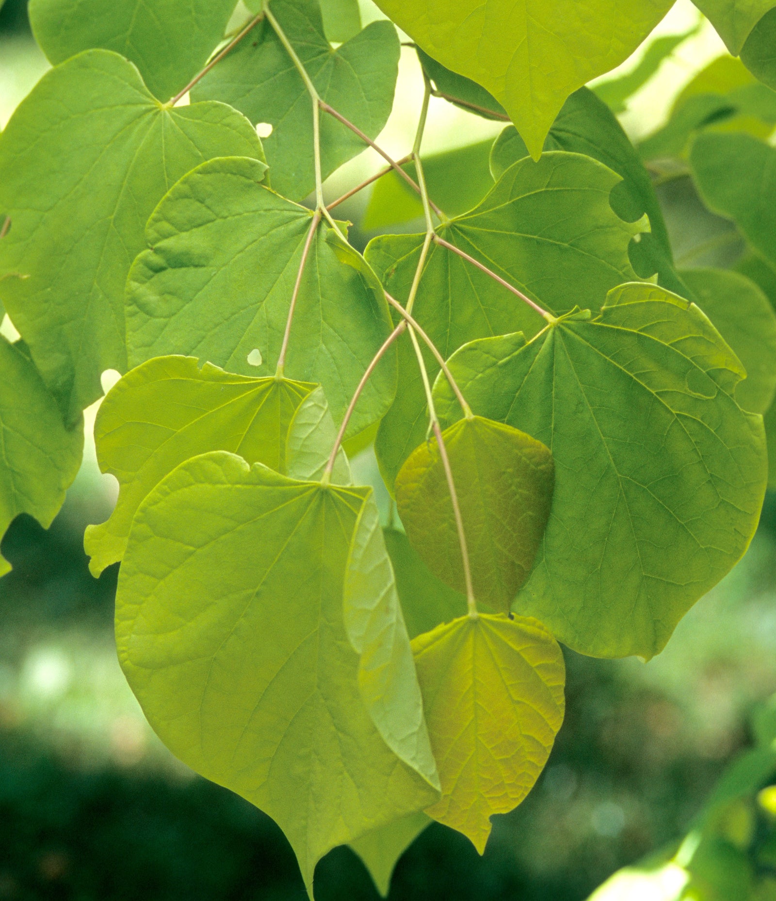 Cercis canadensis Hearts of Gold PP17740 Hearts of Gold Redbud