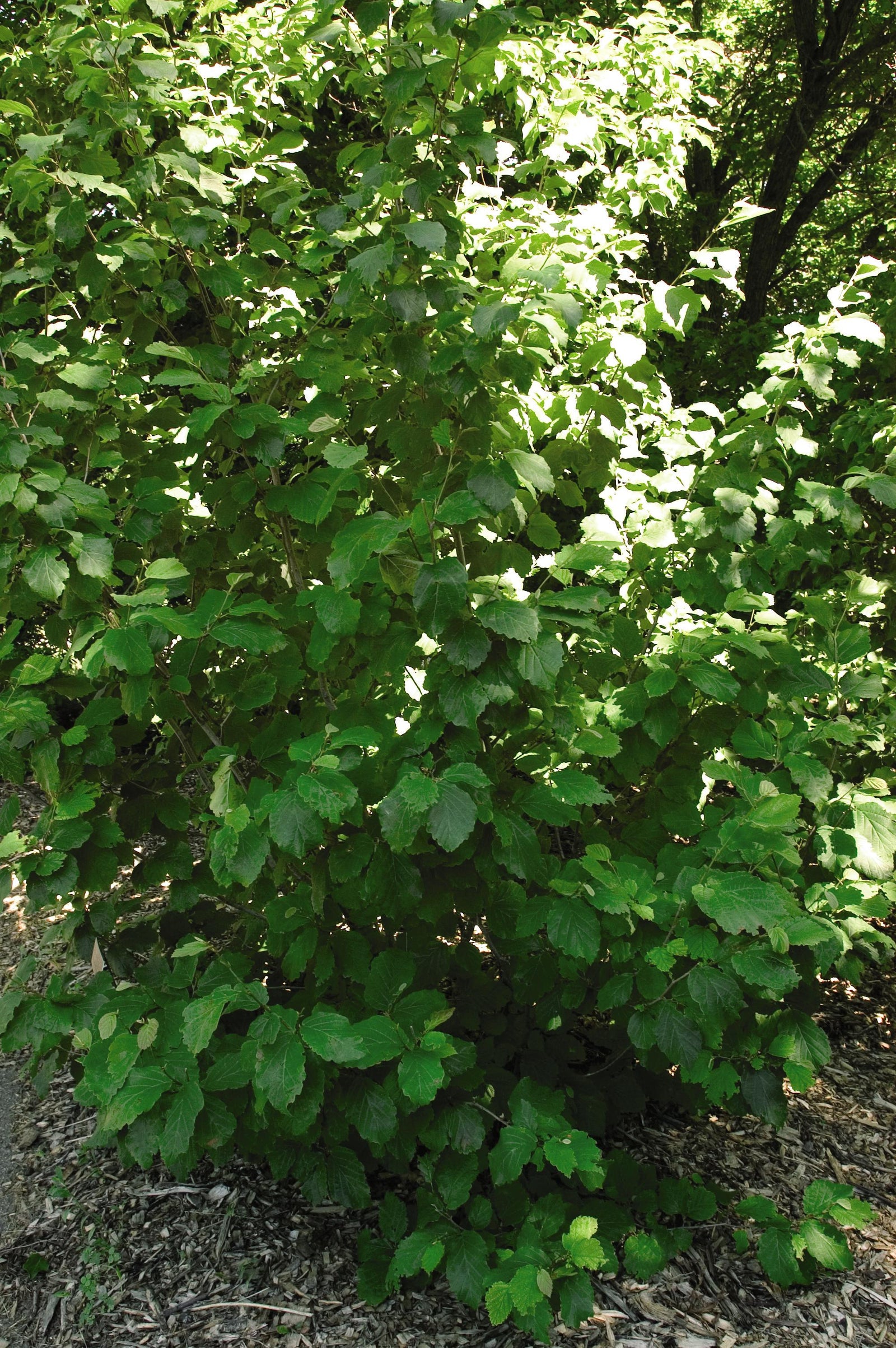 Hamamelis virginiana Witchhazel