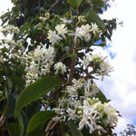 Heptacodium miconioides Seven Son Flower