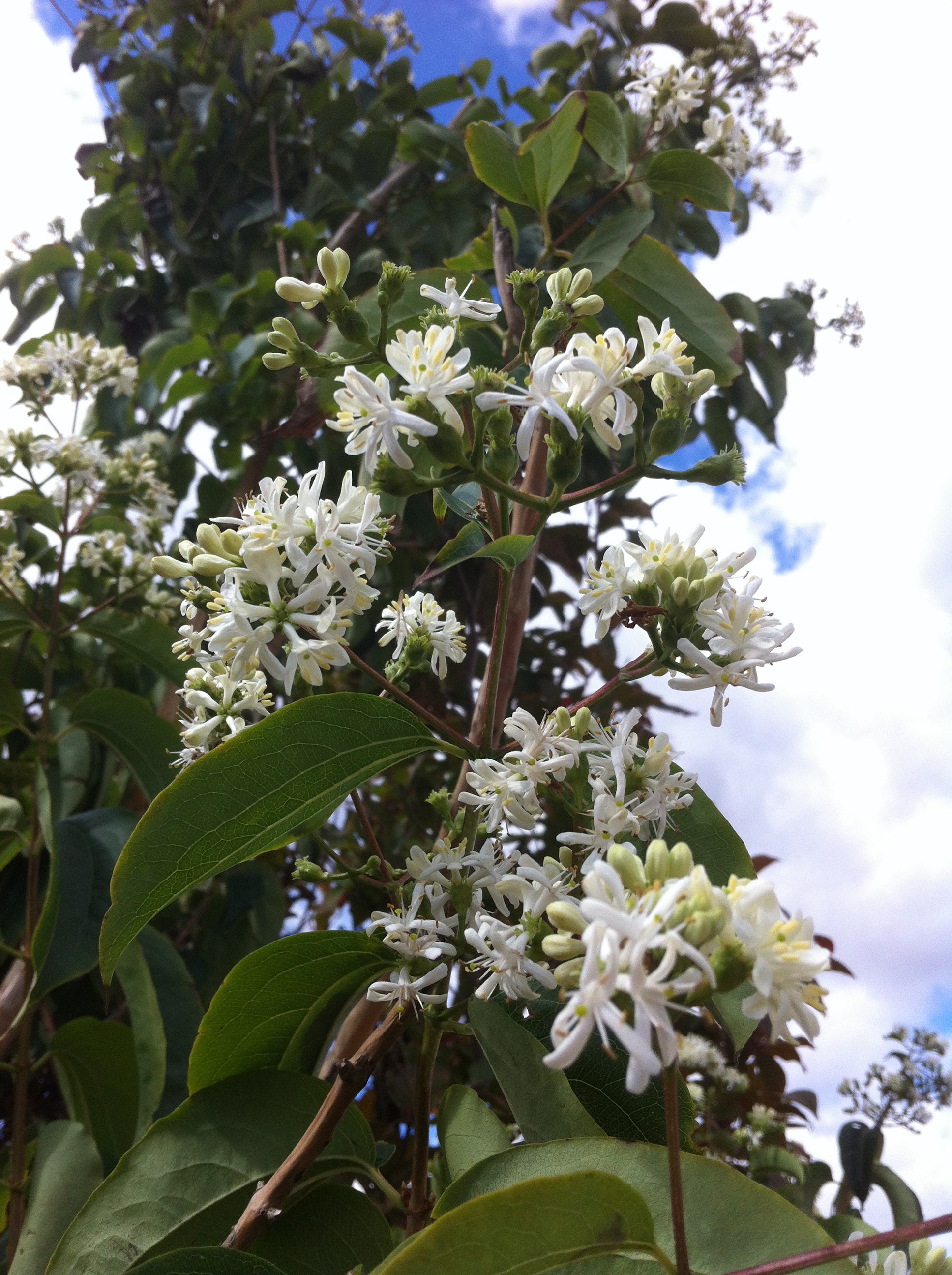 Heptacodium miconioides Seven Son Flower