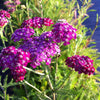 Achillea millefolium Cerise Queen Kirschkonigin Yarrow