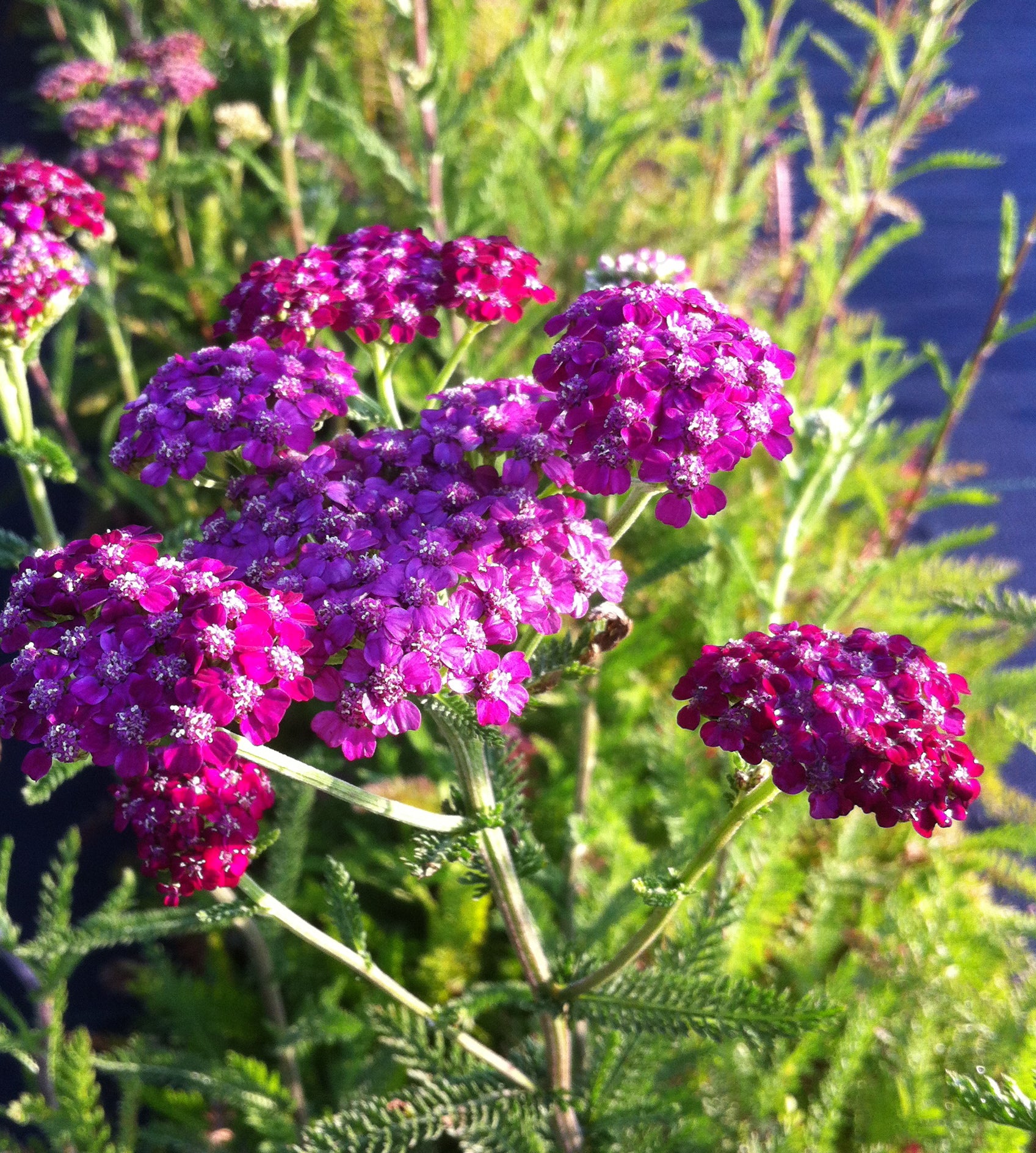 Achillea millefolium Cerise Queen Kirschkonigin Yarrow