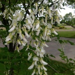 Cladrastis lutea Yellowwood