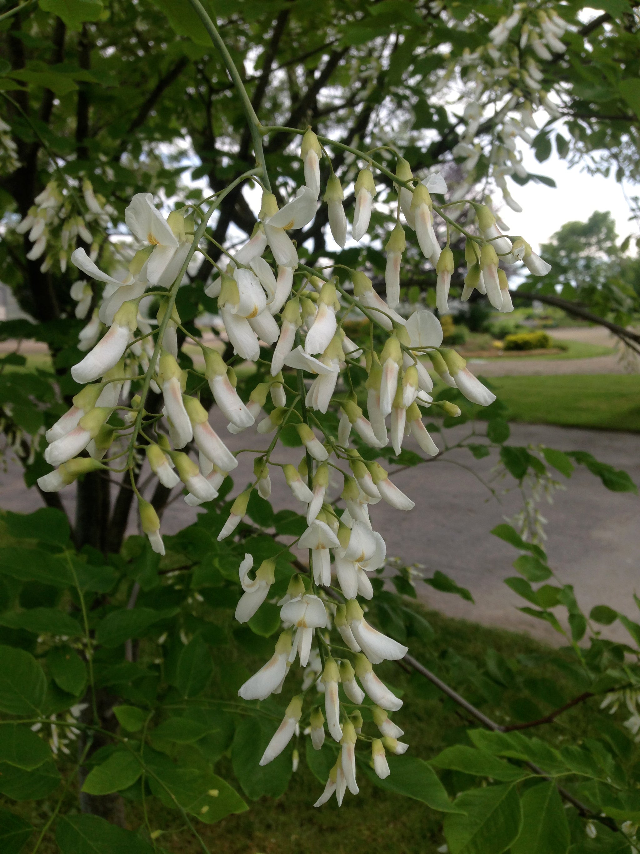 Cladrastis lutea Yellowwood