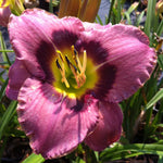 Hemerocallis Always Afternoon Daylily