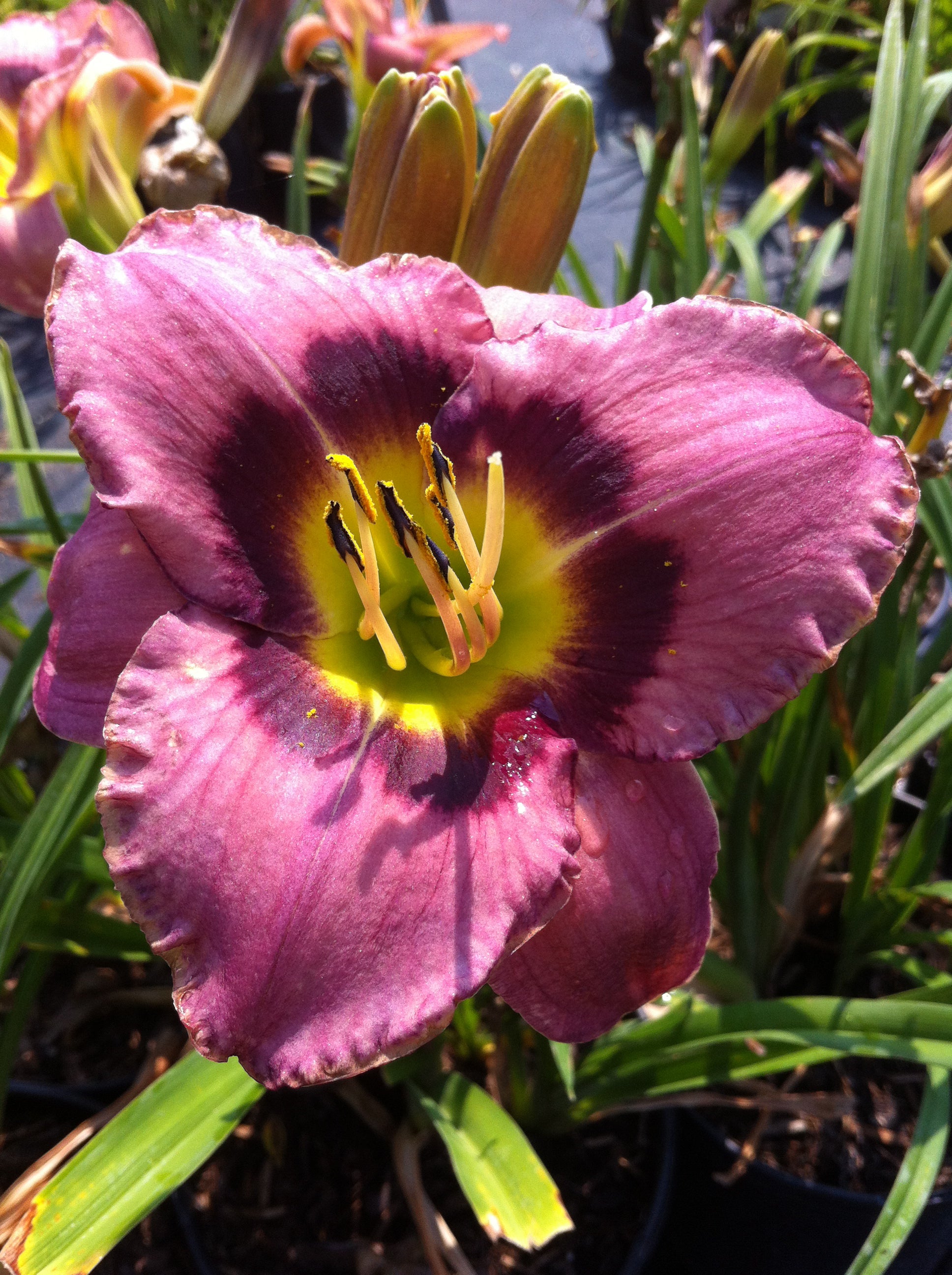 Hemerocallis Always Afternoon Daylily