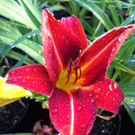 Hemerocallis Anzac Daylily