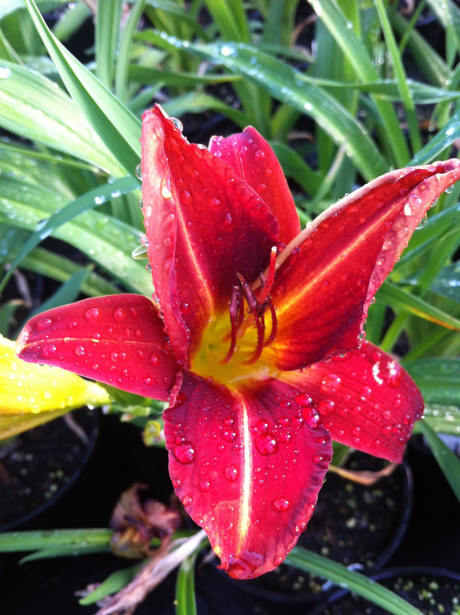 Hemerocallis Anzac Daylily