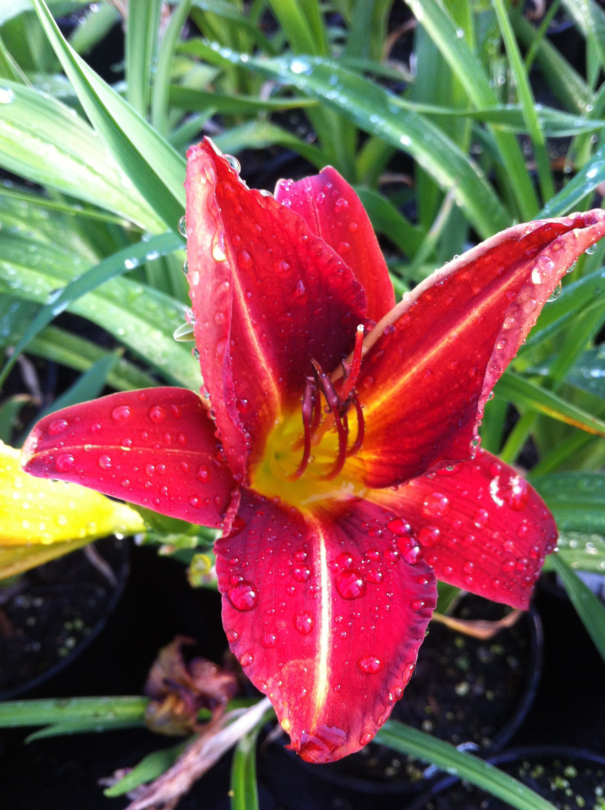 Hemerocallis Anzac Daylily