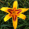 Hemerocallis Bonanza Daylily