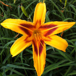 Hemerocallis Bonanza Daylily