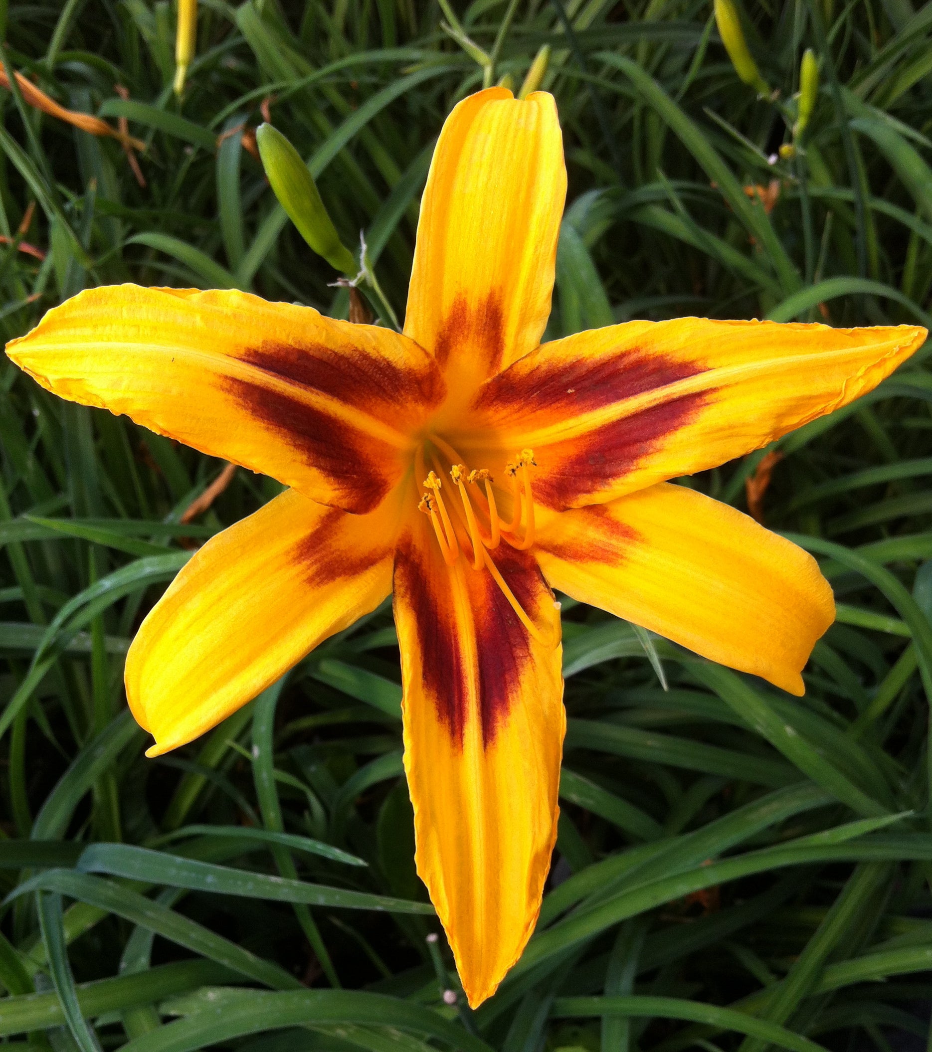 Hemerocallis Bonanza Daylily