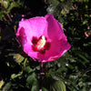 Hibiscus syriacus Aphrodite Aphrodite Rose of Sharon