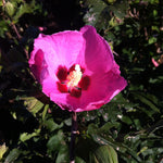 Hibiscus syriacus Aphrodite Aphrodite Rose of Sharon