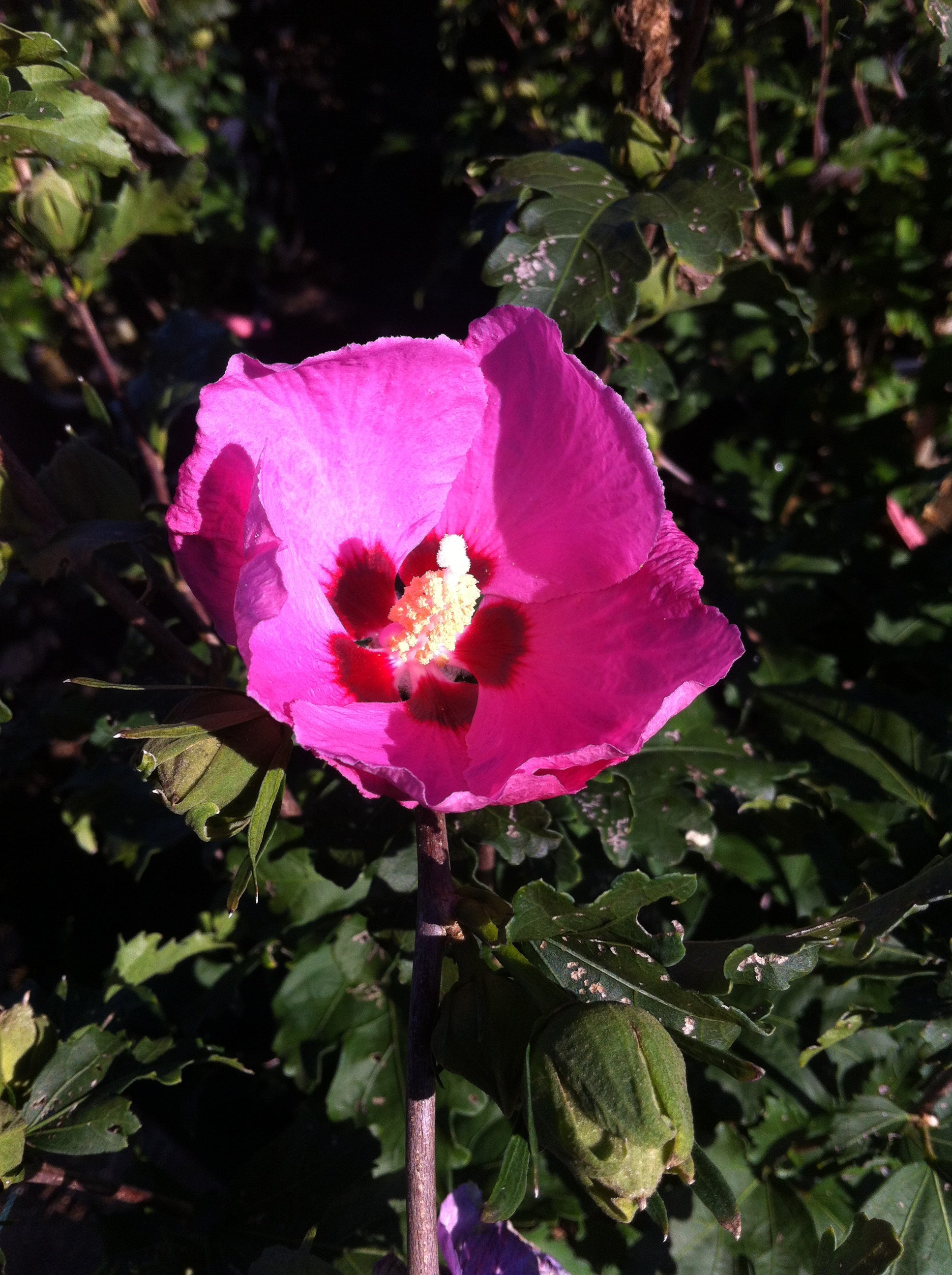 Hibiscus syriacus Aphrodite Aphrodite Rose of Sharon