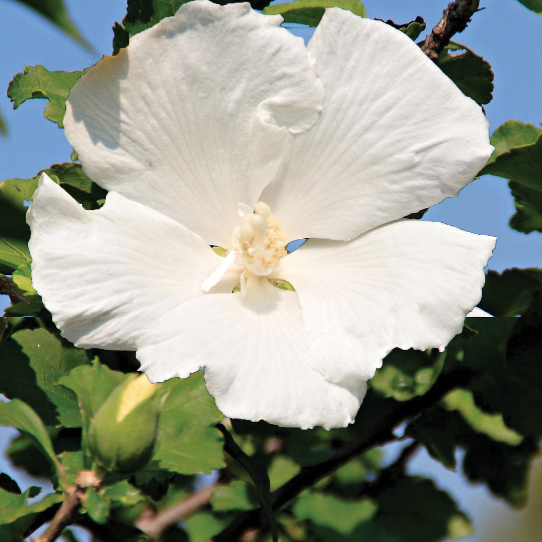 Hibiscus syriacus Diana Diana Rose of Sharon