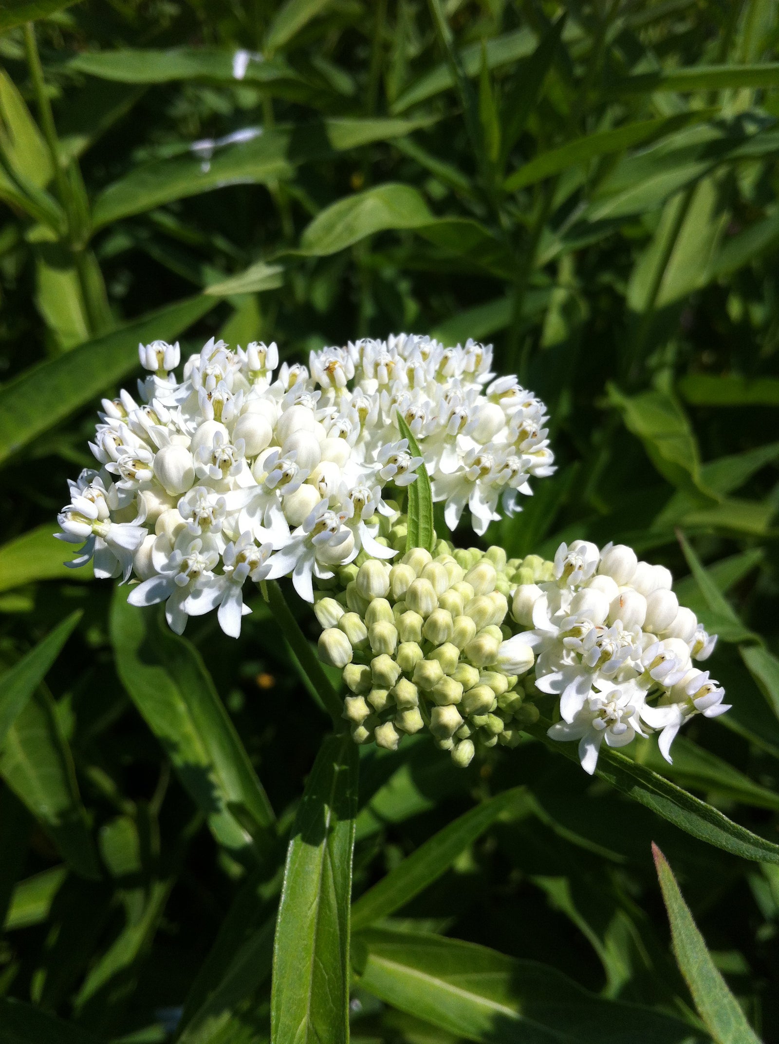 Asclepias incarnata Ice Ballet Milkweed