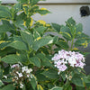 Hydrangea macrophylla Lemon Wave Lemon Wave Hydrangea