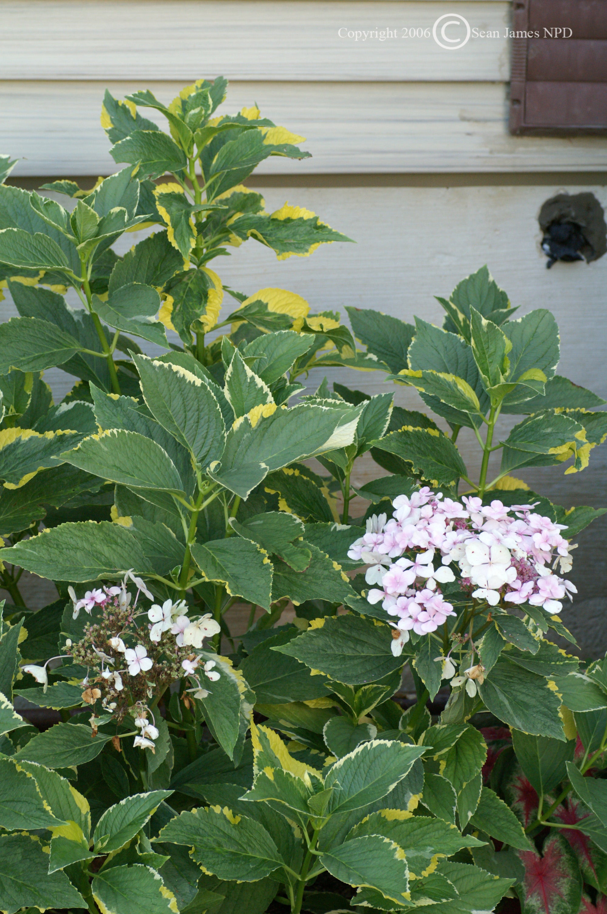 Hydrangea macrophylla Lemon Wave Lemon Wave Hydrangea