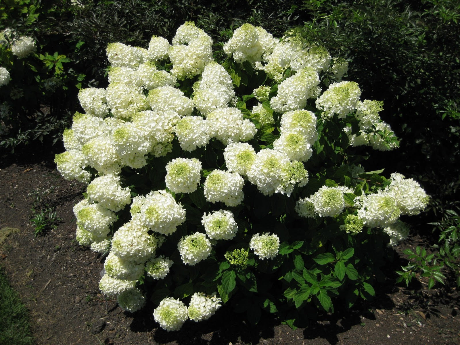 Hydrangea paniculata Bombshell PP21008, CPBR4451 Bombshell Hydrangea