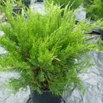 Juniperus chinensis Mint Julep Monlep Mint Julep Juniper