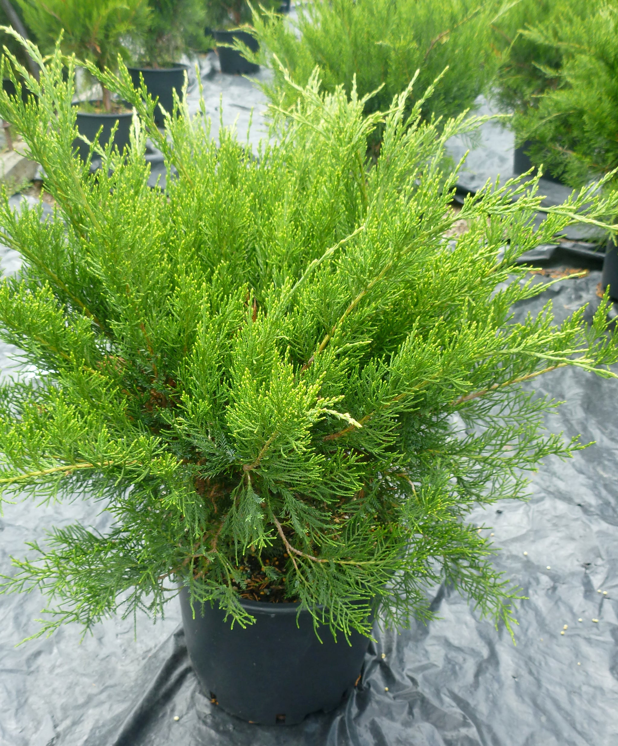 Juniperus chinensis Mint Julep Monlep Mint Julep Juniper