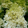 Hydrangea paniculata Bokrathirteen Sweet Summer PP21778 Sweet Summer Hydrangea