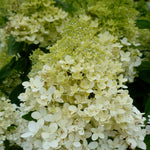 Hydrangea paniculata Bokrathirteen Sweet Summer PP21778 Sweet Summer Hydrangea