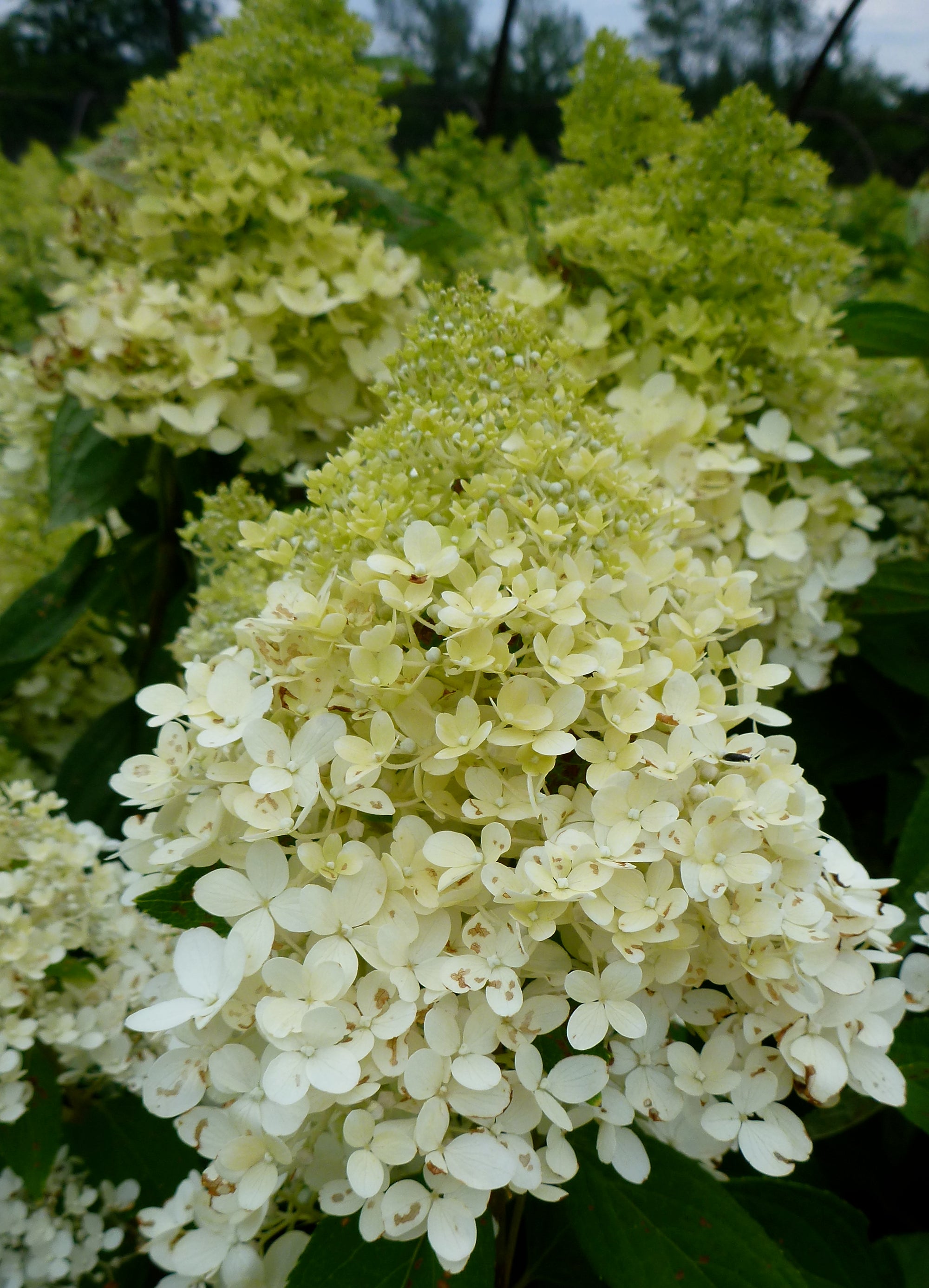 Hydrangea paniculata Bokrathirteen Sweet Summer PP21778 Sweet Summer Hydrangea