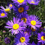 Aster alpinus Dunkle Shone Dark Beauty Alpine Aster