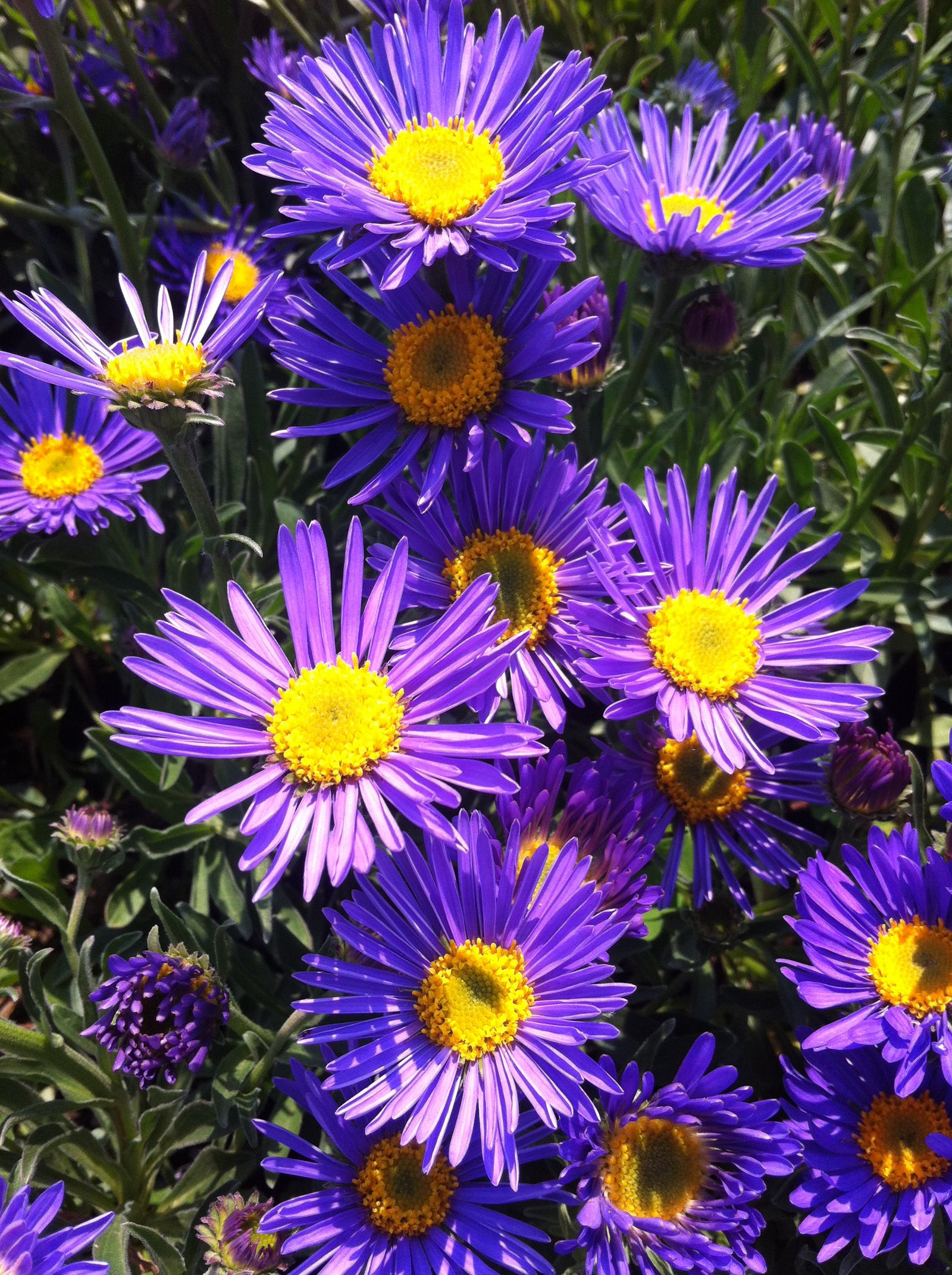 Aster alpinus Dunkle Shone Dark Beauty Alpine Aster