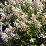 Hydrangea paniculata Interhydia Pink Diamond Pink Diamond Hydrangea