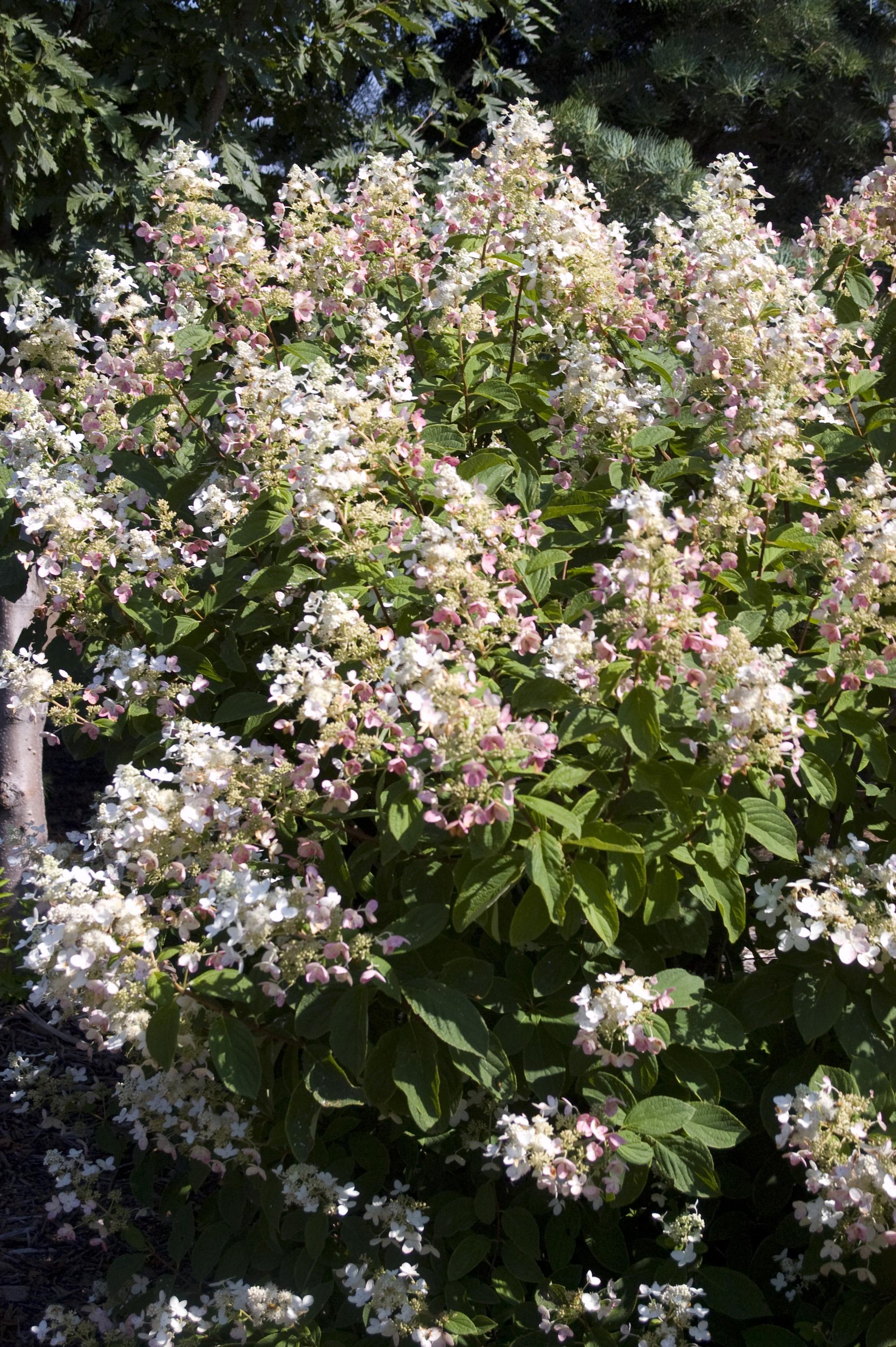 Hydrangea paniculata Interhydia Pink Diamond Pink Diamond Hydrangea