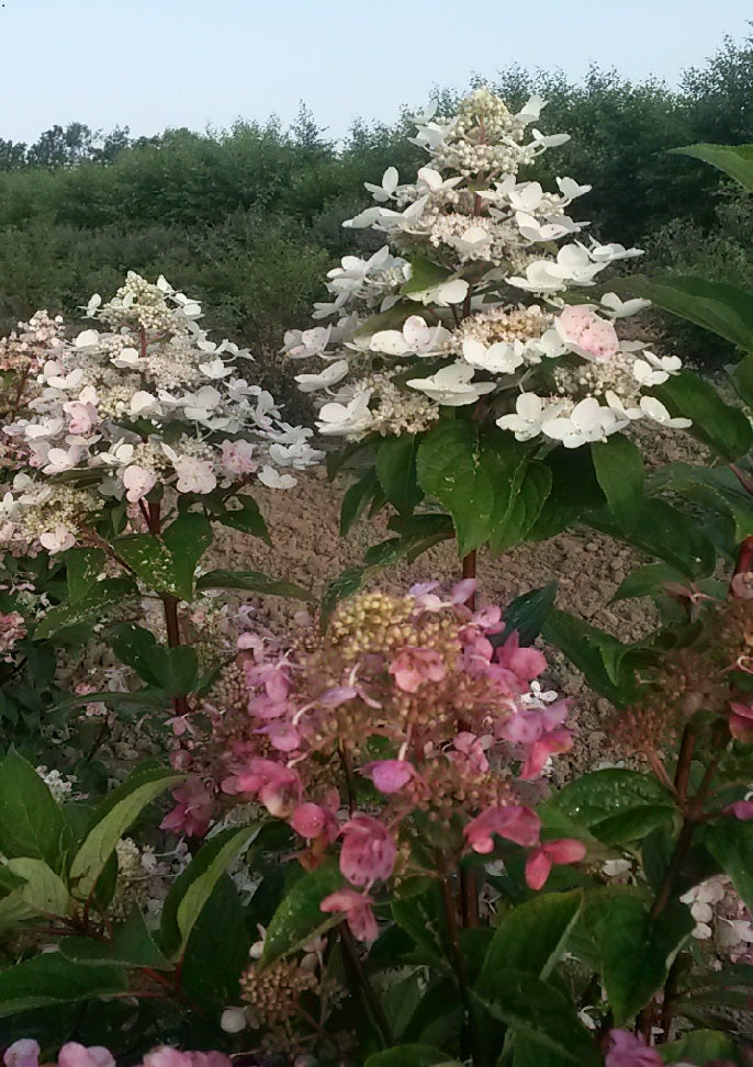 Hydrangea paniculata Fire and Ice Wim's Red PP26005 Fire and Ice Hydrangea