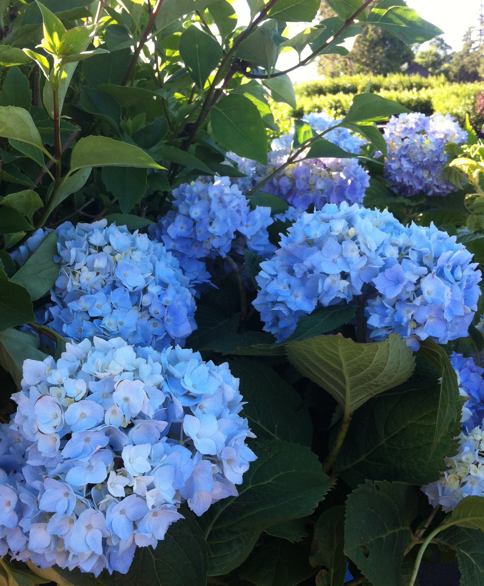 Hydrangea macrophylla Endless Summer Bailmer PP15298 Endless Summer Hydrangea