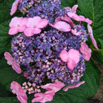 Hydrangea macrophylla Endless SummerTwist n Shout PIIHM I PP217116, CPBR3688 Twist n Shout Hydrangea