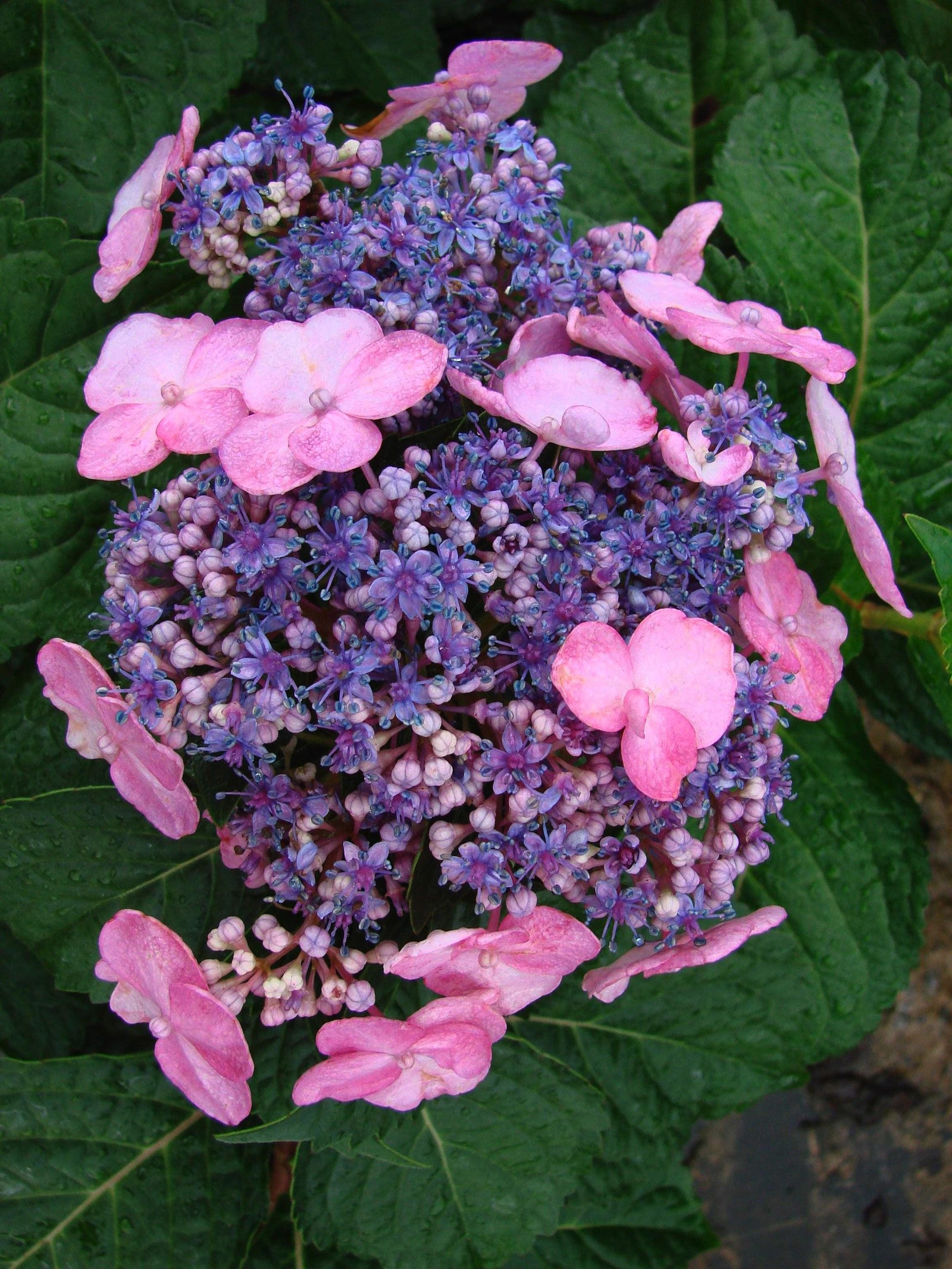 Hydrangea macrophylla Endless SummerTwist n Shout PIIHM I PP217116, CPBR3688 Twist n Shout Hydrangea